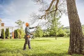 Best Tree Disease Treatment  in Laguna Park, TX